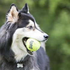 Hračka tenis Airpro psa míč KONG M