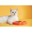 PetDreamHouse zpomalovací miska Paw 2 v 1 Mini – oranžová