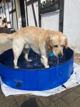 Bazén pro psy - Vaše nejlepší investice