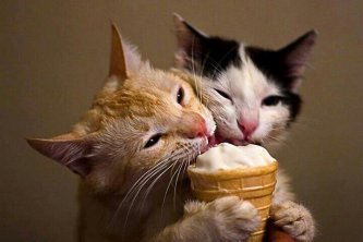 Jak vyrobit zmrzlinu pro kočky a psy